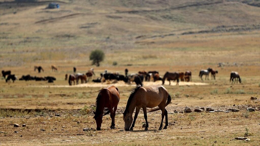 Antalya’daki yangın sonrası yılkı atları için ovaya tonlarca yem ve saman bırakıldı