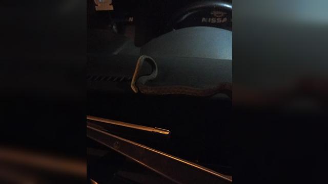 Camı açık unutulan araca yılan girdi