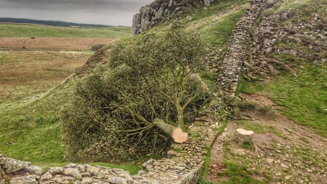İngiltere’de 16 yaşındaki genç 300 yıllık dünyaca ünlü tarihi çınar ağacını kesti
