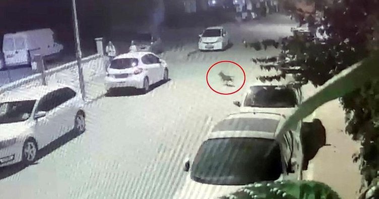 Antalya’da pitbıll dehşeti! Düşüp el bileğini kırdı