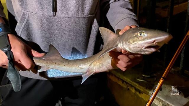 Üsküdar’da bir gencin oltasına yavru köpek balığı takıldı