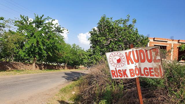 Artvin’de kuduz karantinası