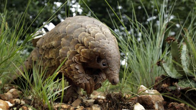 Nesli tükenmekte olan pangolinlerin yeni bir türü keşfedildi