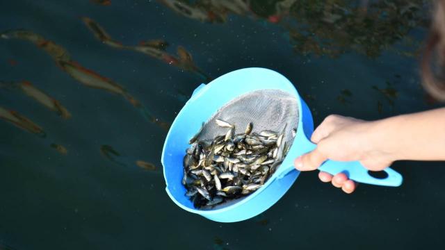 Siirt’te göletlere 2 milyon sazan yavrusu bırakıldı