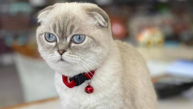 Esenyurt’ta silahlı kedi kavgası; yoldan geçen kurye vuruldu