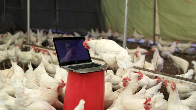 Tavuk gıdaklamalarını tercüme eden yapay zeka geliştirildi