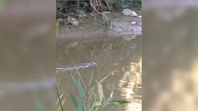 Diyarbakır’da nesli tehdit altında olan ‘su samuru’ görüldü