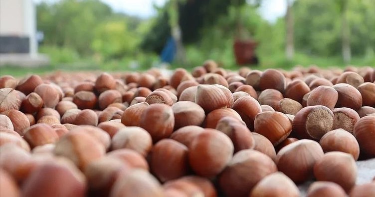 Ticaret borsalarında 19 bin tonun üzerinde fındık satıldı